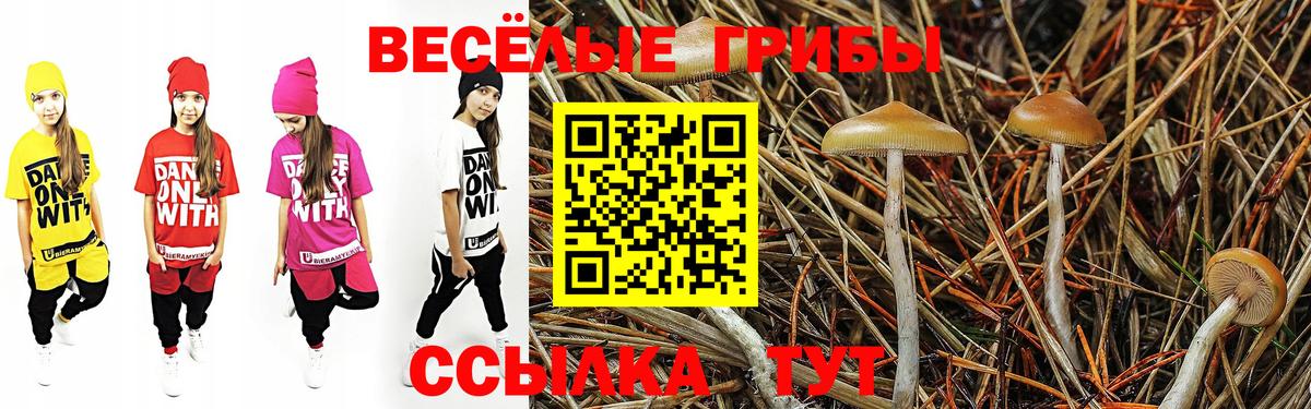 Галлюциногенные грибы Psilocybe Нижний Тагил